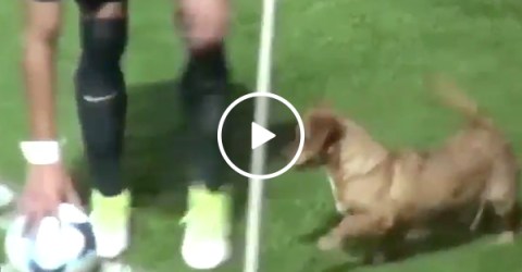 Dog Interrupts Soccer Match | Puppy Runs Through Futbol Game