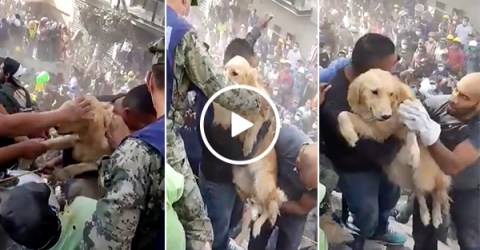 A dog is rescued from the rubble after the Mexico earthquake