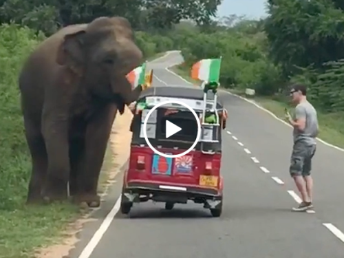 Elephant tips tiny tuk tuk in Sri Lanka almost crushing man (Video)