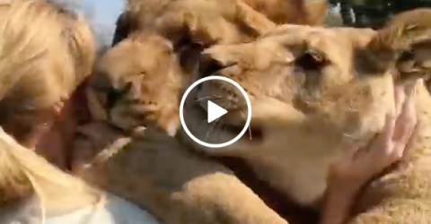Woman reunites with lions she saved