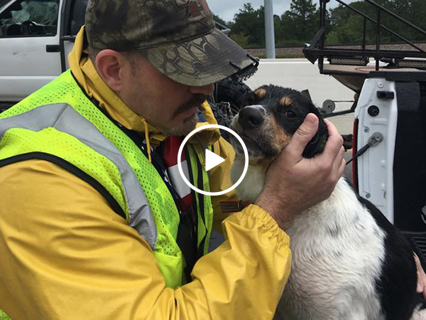 Abandoned dog rescued after treading water for 3 days (Video)