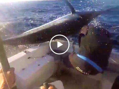 Blue marlin almost spears fisherman in the face (Video)