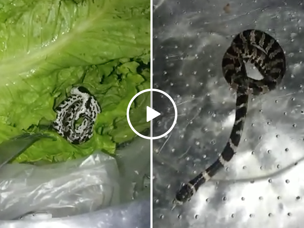 Woman finds snake in lettuce from grocery store (Video)