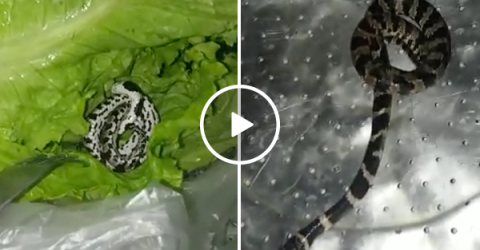 Woman finds snake in lettuce from grocery store (Video)