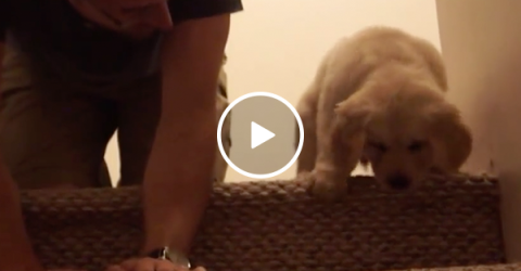 Golden puppy scared of stairs gets a lesson from owner (Video)