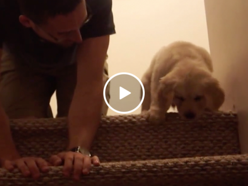 Golden puppy scared of stairs gets a lesson from owner (Video)