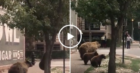 Bears Pop Out Of Tree and Scare People Walking on Street