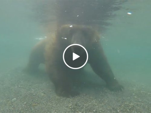 Bear Catches Fish Underwater | Bear Hunts For Food In Lake