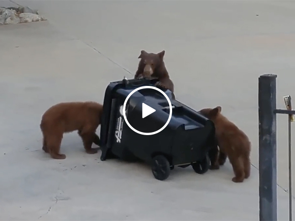 Bears Get Fooled By Bear Proof Garbage Can