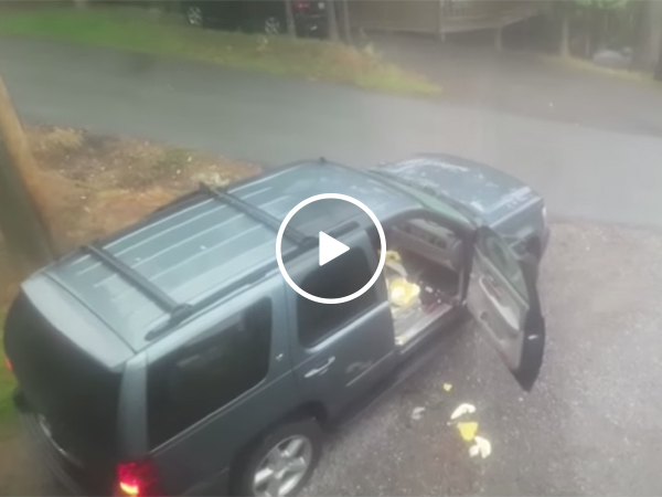 Guy Finds Two Bears In His Car | Bears Intrude Into Automobile