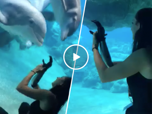 Curious dolphins stop to watch girl's bionic arm (Video)