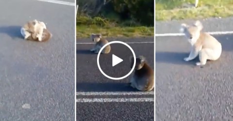 Koalas fight in the middle of the road