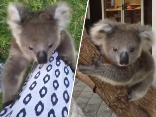 Adorable koala chases handler climbing her leg for cuddles (Video)