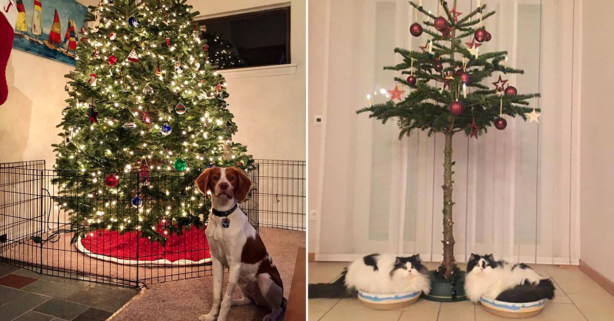 People Who Protected Their Christmas Trees From Animals