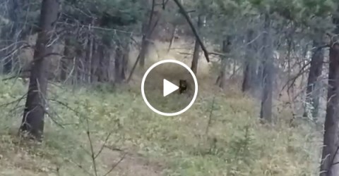 Bear Charges at Hunter Camped Out in the Woods