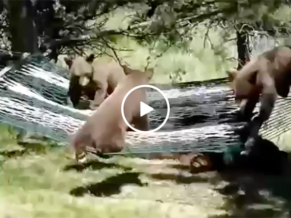 Three Bear Cubs Try To Get Into a Hammock and Have Trouble