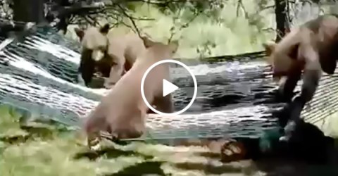 Three Bear Cubs Try To Get Into a Hammock and Have Trouble