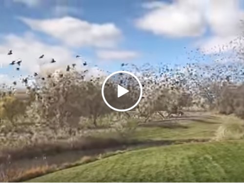 Birds Flock Over Front Yard | Swarm of Birds Take Flight