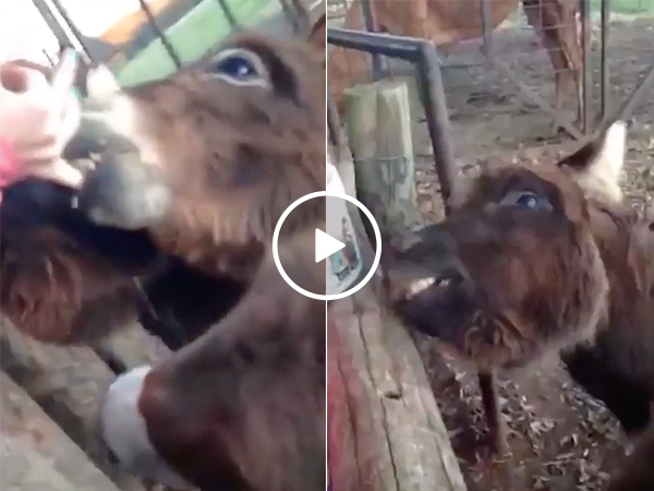 "See? They don't bite..." (Video)