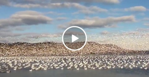 A Flock of Snow Geese Flying Over A Lake in Canada