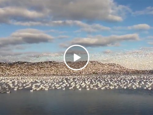 A Flock of Snow Geese Flying Over A Lake in Canada