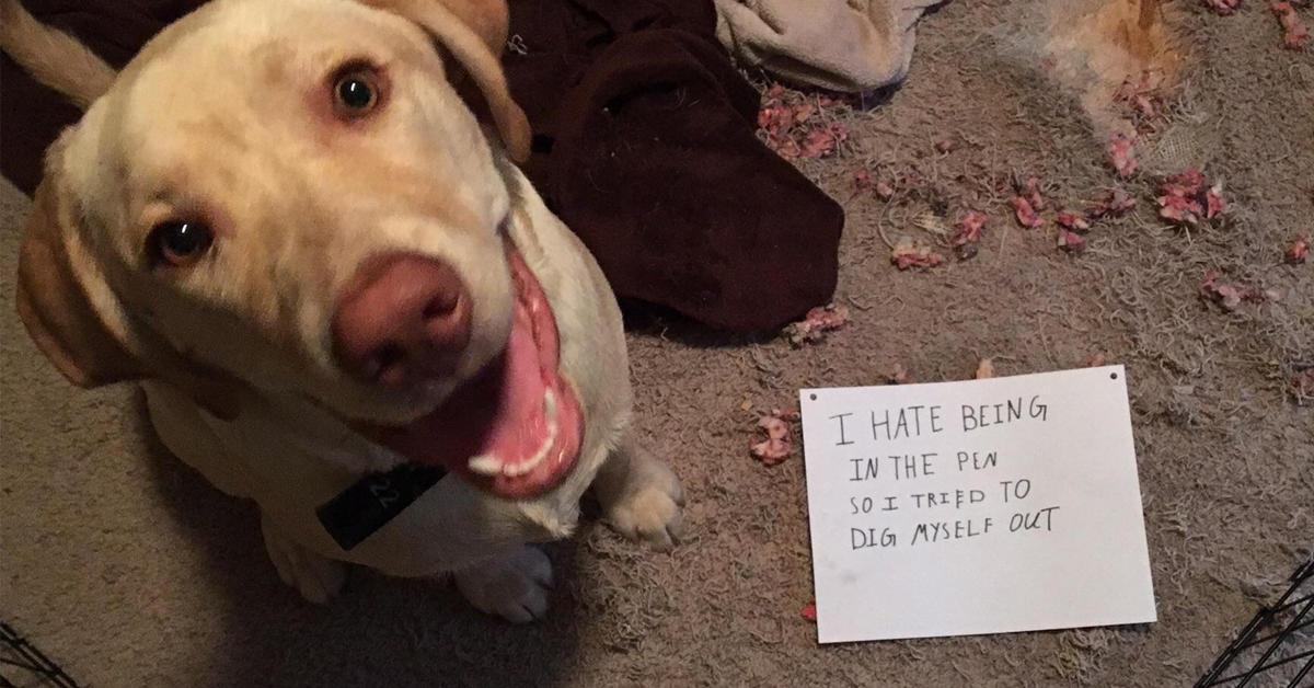 Animals trending on the for being generally awesome