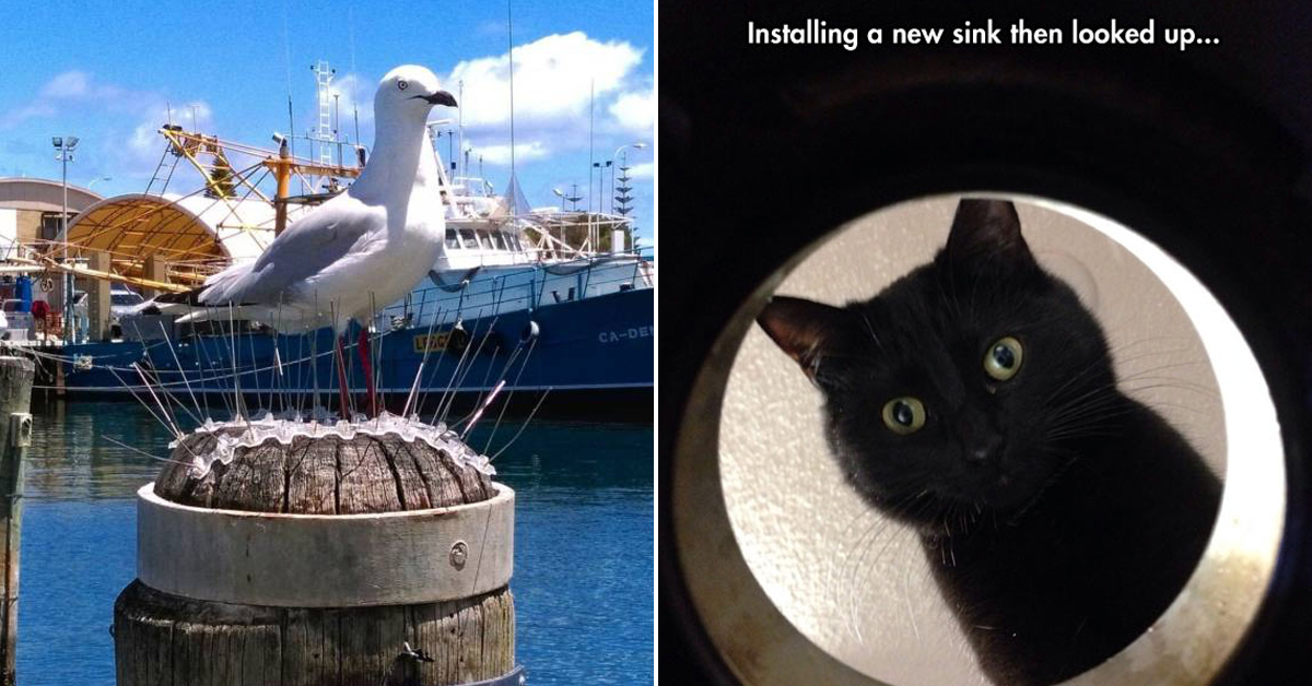 The best trending animal photos found on the right now