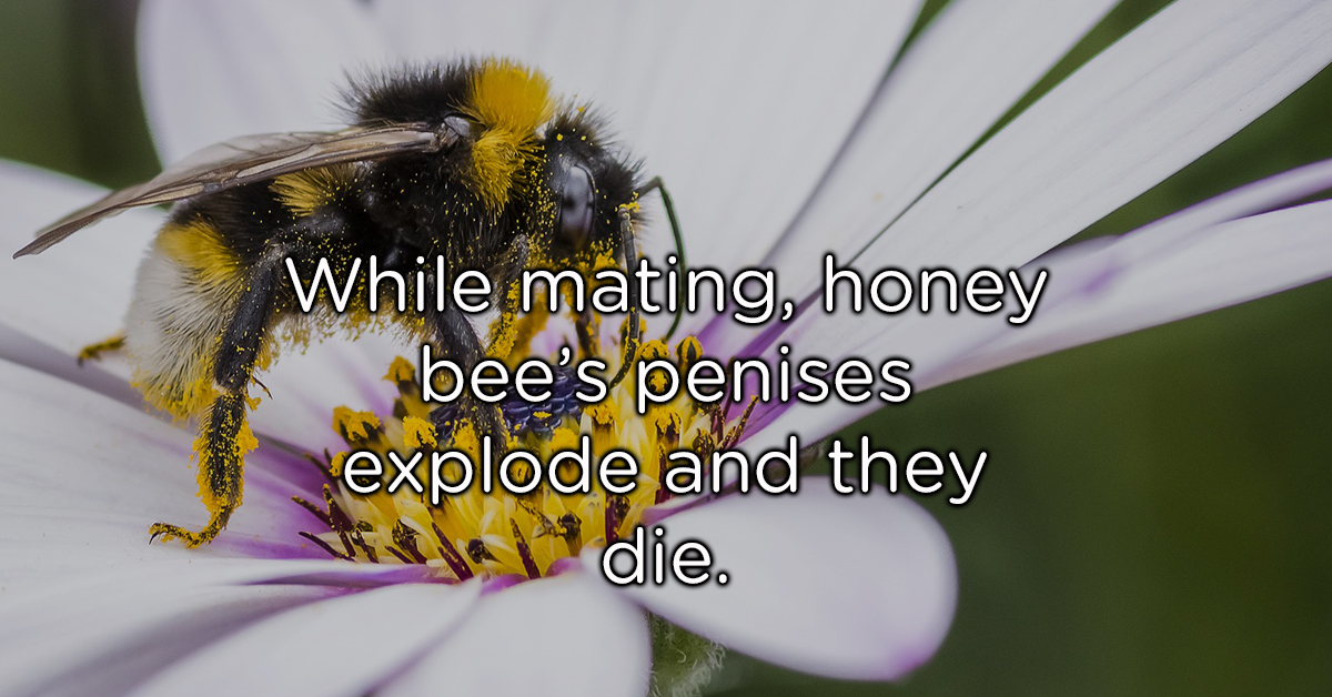Animal facts that will make you feel just a little more 'normal'