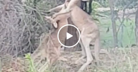 Masaje erótico kangaroo point en Australia