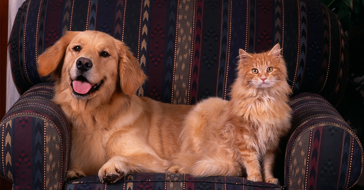 Which is smarter, cats or dogs? Science has finally found answer