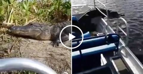 Alligator Scares The Crap Out of Tourists