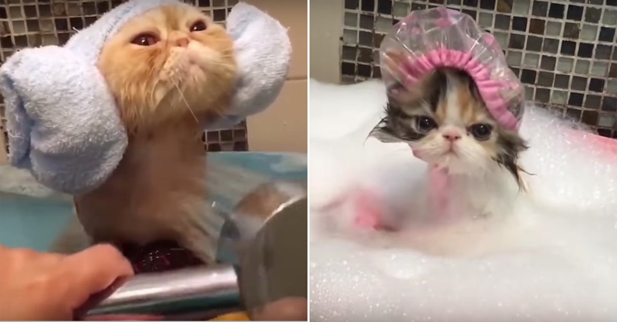 Cute animals taking baths theCHIVE
