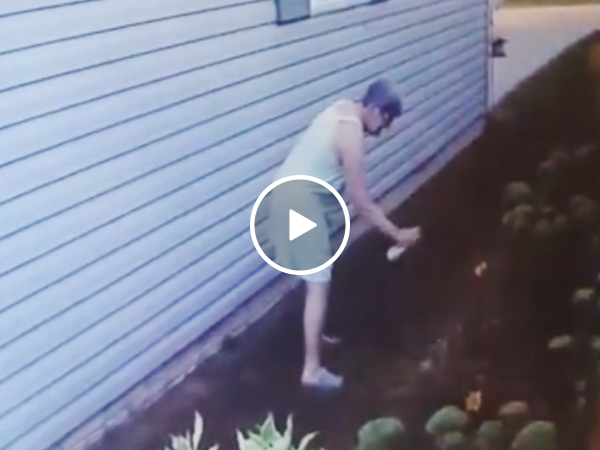 Crazy old lady spray painting plants caught on surveillance (Video)