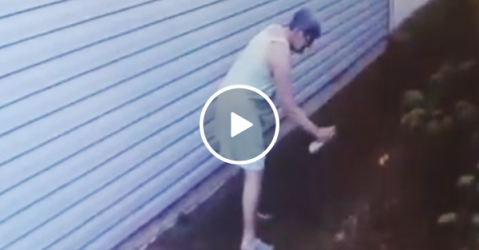 Crazy old lady spray painting plants caught on surveillance (Video)