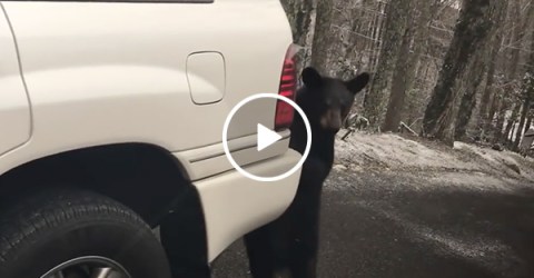 Bear Gets Stuck In A Car | Family Tries To Save Cub