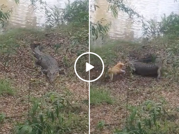 Dog Runs After Crocodile | Animal Fight In The Swamp