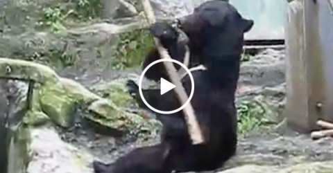 Black Bear in Zoo Uses A Tree Stick To Show Martial Arts Moves