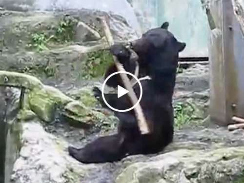 Black Bear in Zoo Uses A Tree Stick To Show Martial Arts Moves