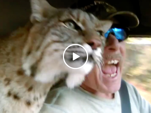 Guy takes his pet Bobcat for a ride (Video)