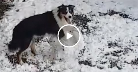 Adorable dog caught building a snowman by himself (Video)