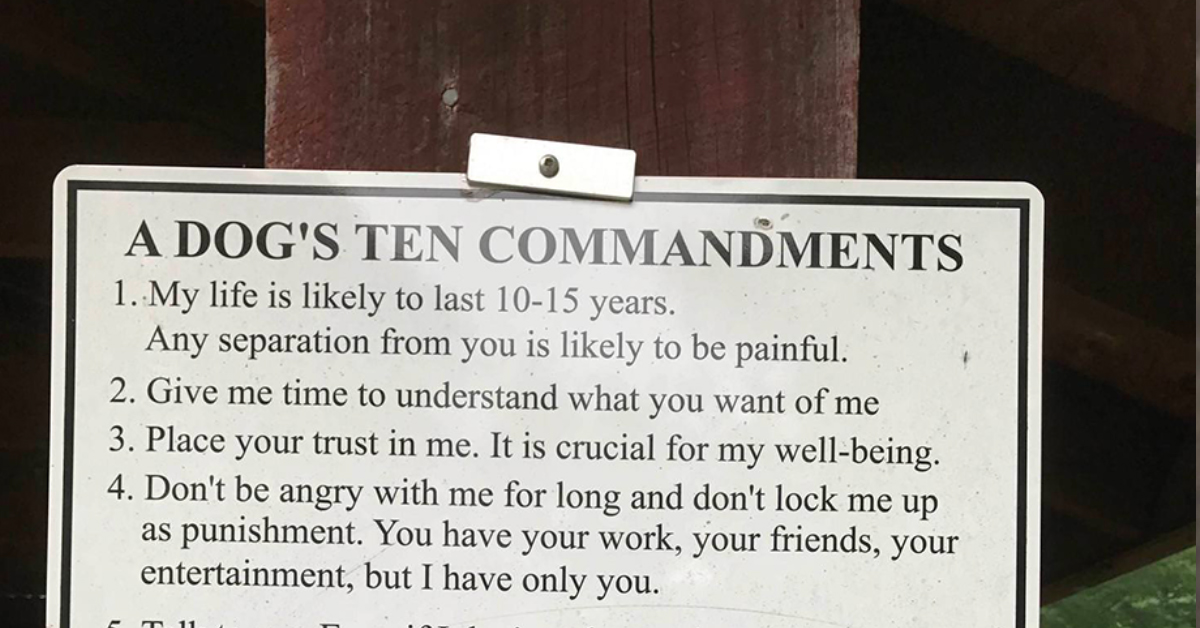 Ten Commandments for Dogs : theCHIVE