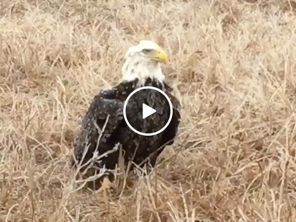 Game warden rescues frozen bald eagle (Video)