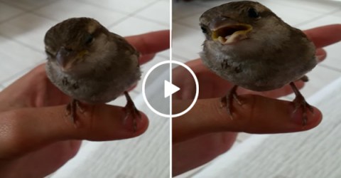 Bird is shocked by owner's incredible singing voice