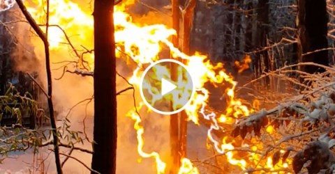 Fallen power line creates pulsing fire in tree (Video)
