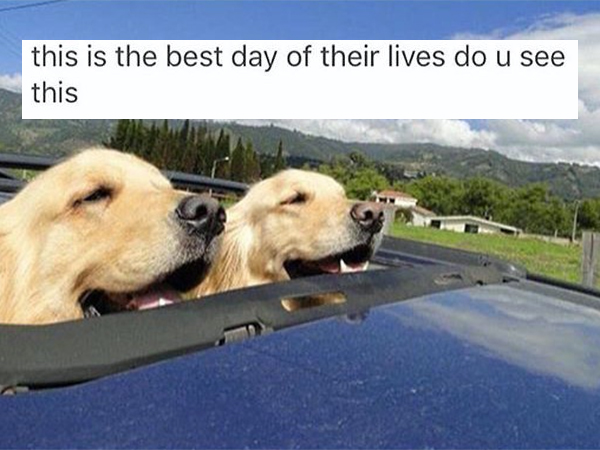 The goodest of boys deserve the goodest of memes (24 Photos)