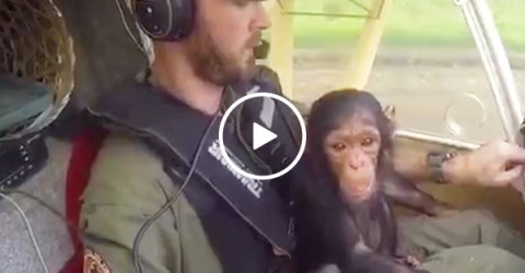 Rescued baby chimp cuddles pilot during flight to sanctuary(Video)