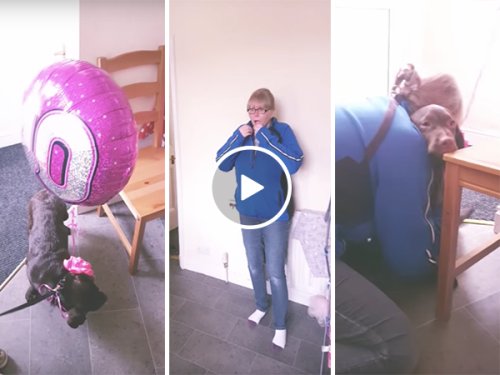 Women receives surprise puppy for her 40th birthday