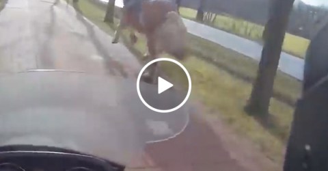 Scooter driver helps woman chase down loose horse (Video)