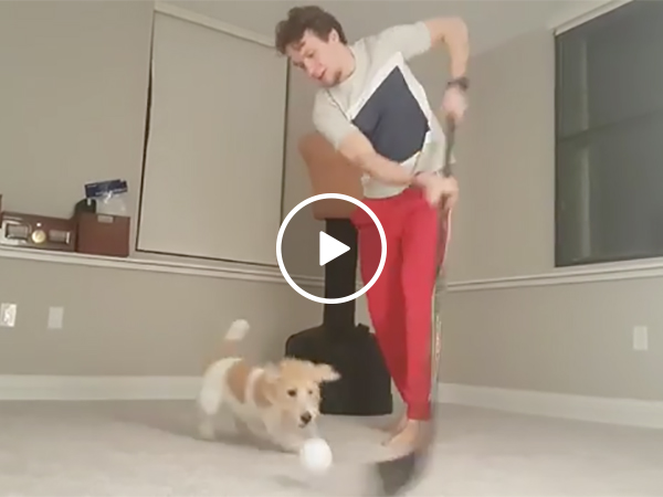 NHL Hockey Player Stick Handles A Ball Around His Dog