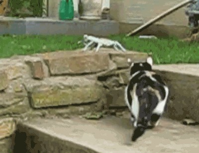 Things That Pounce (17 GIFs)